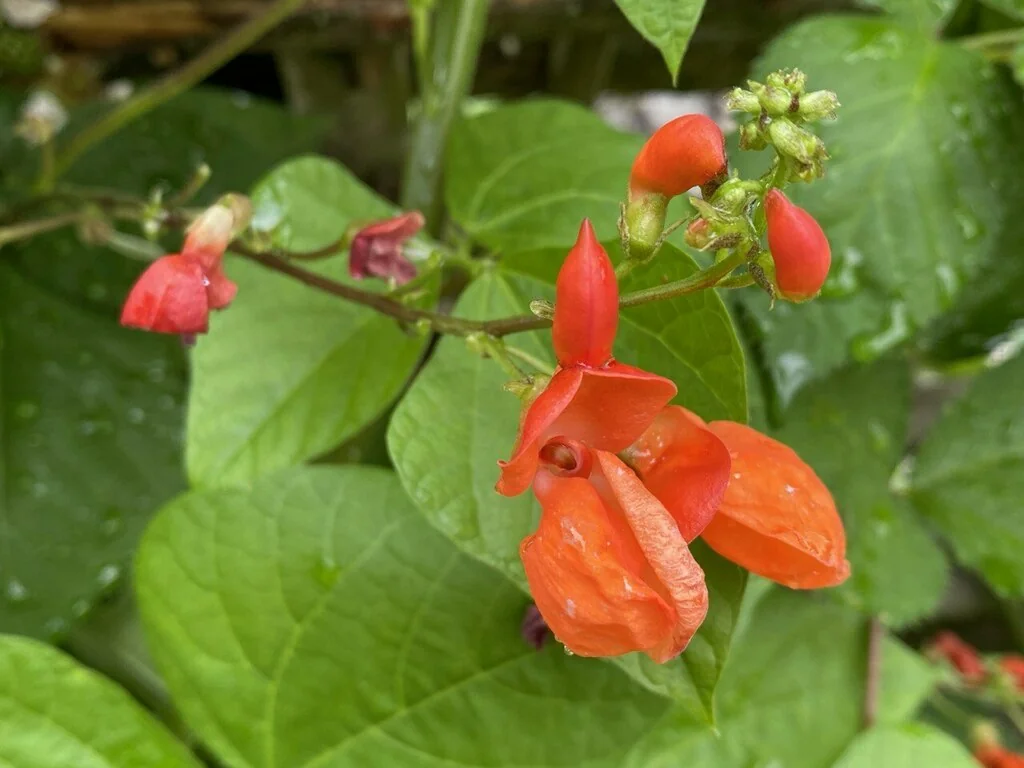 Phaseolus Coccineus