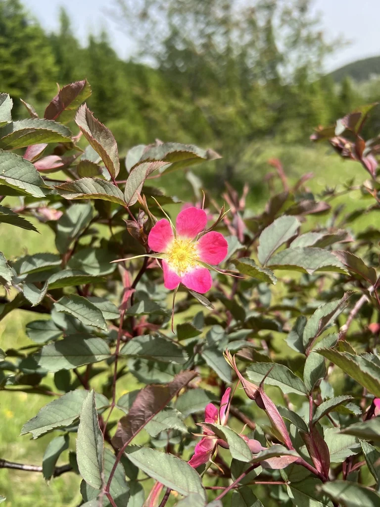 Rosa Glauca