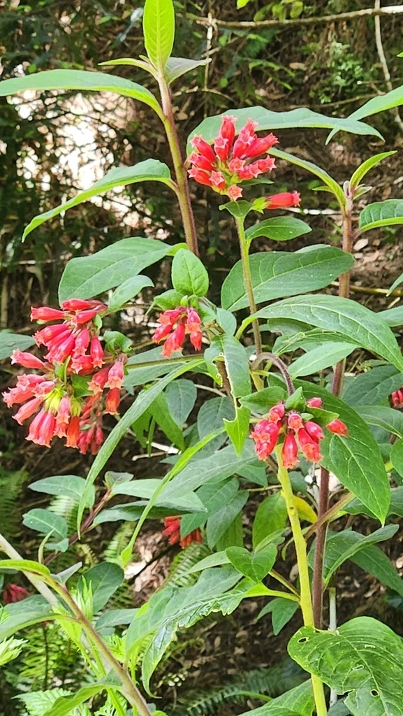 Cestrum Elegans