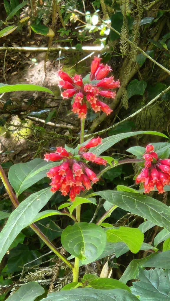 Cestrum Elegans