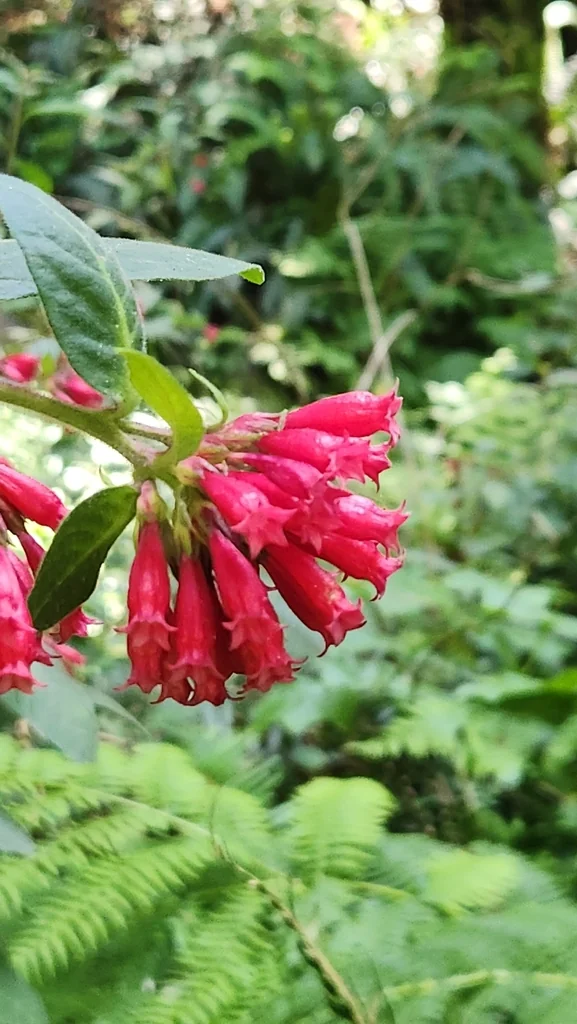 Cestrum Elegans