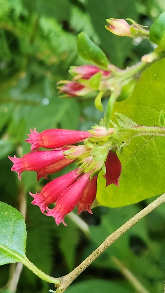 Cestrum Elegans