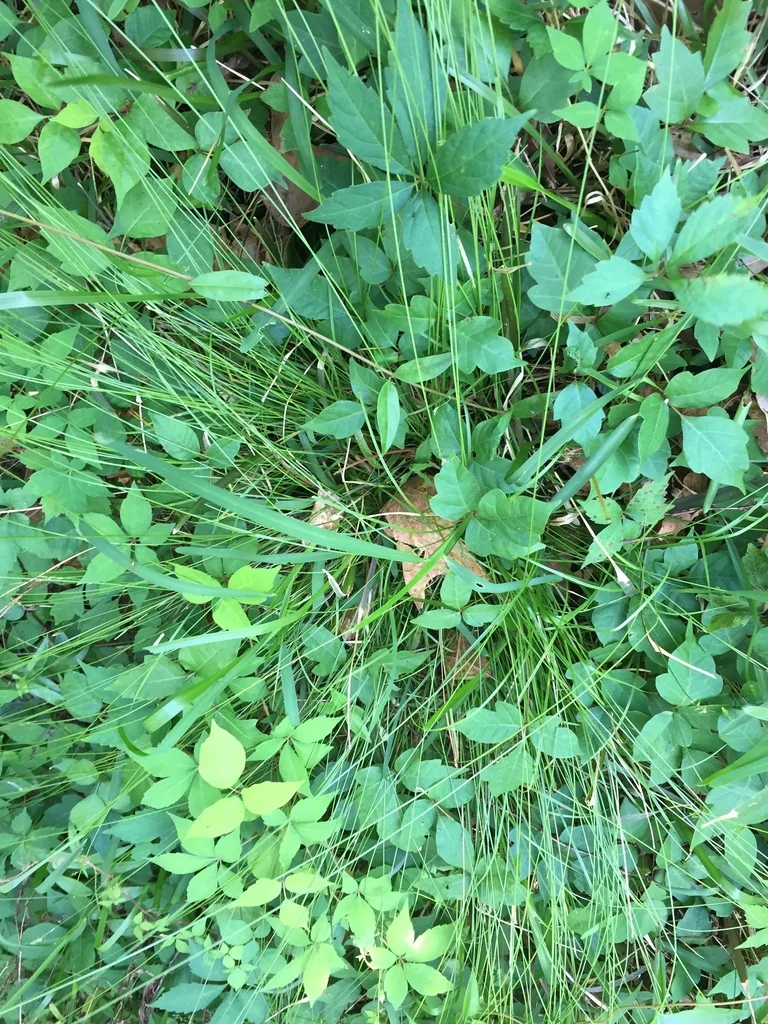 Carex Texensis