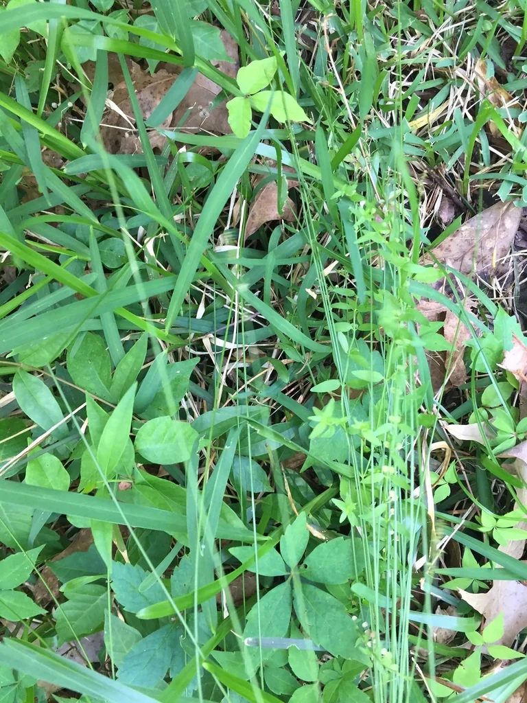Carex Texensis