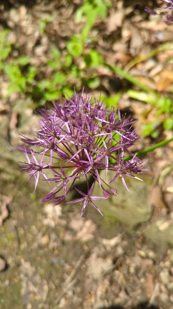 Allium Cristophii