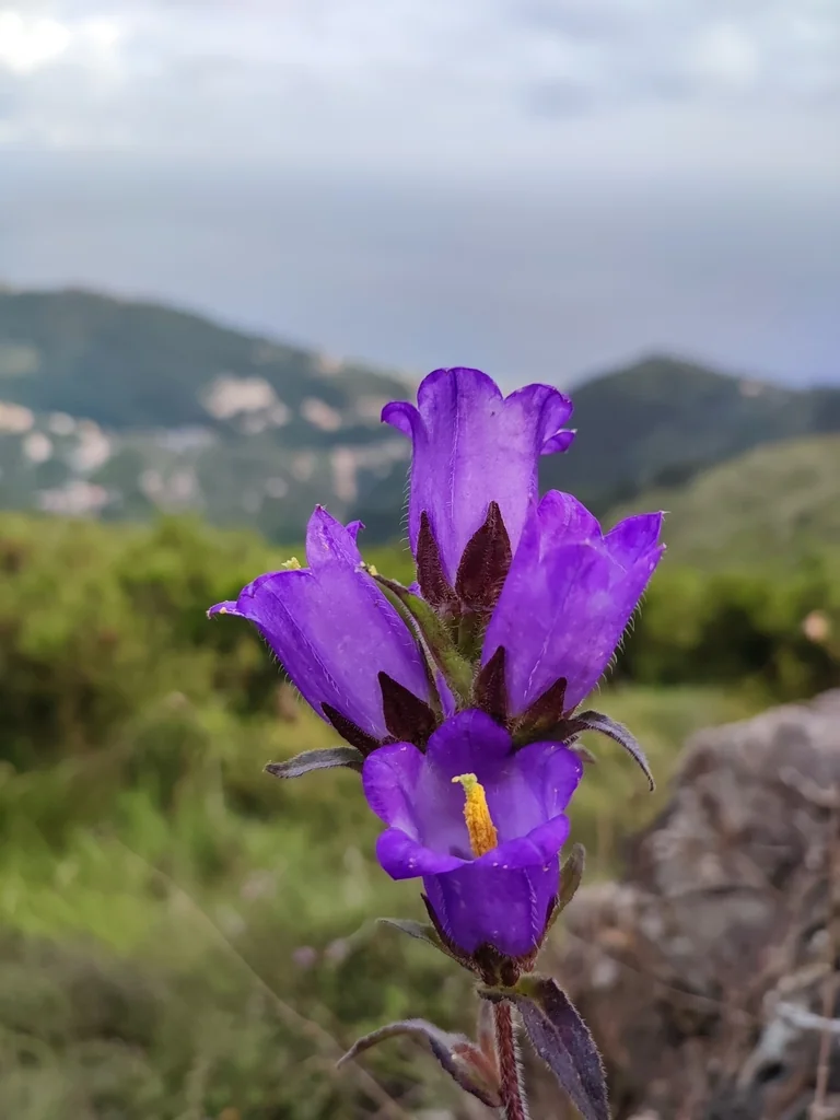 Campanula Medium