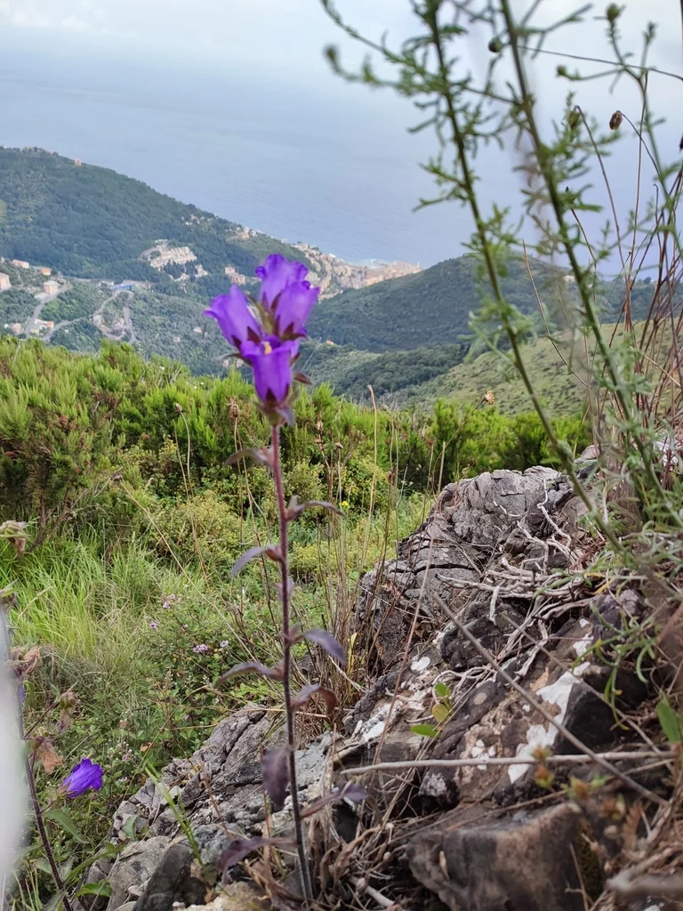 Campanula Medium
