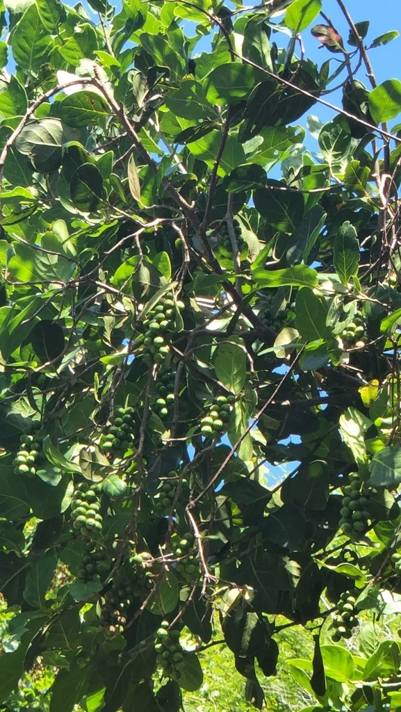 Coccoloba Diversifolia