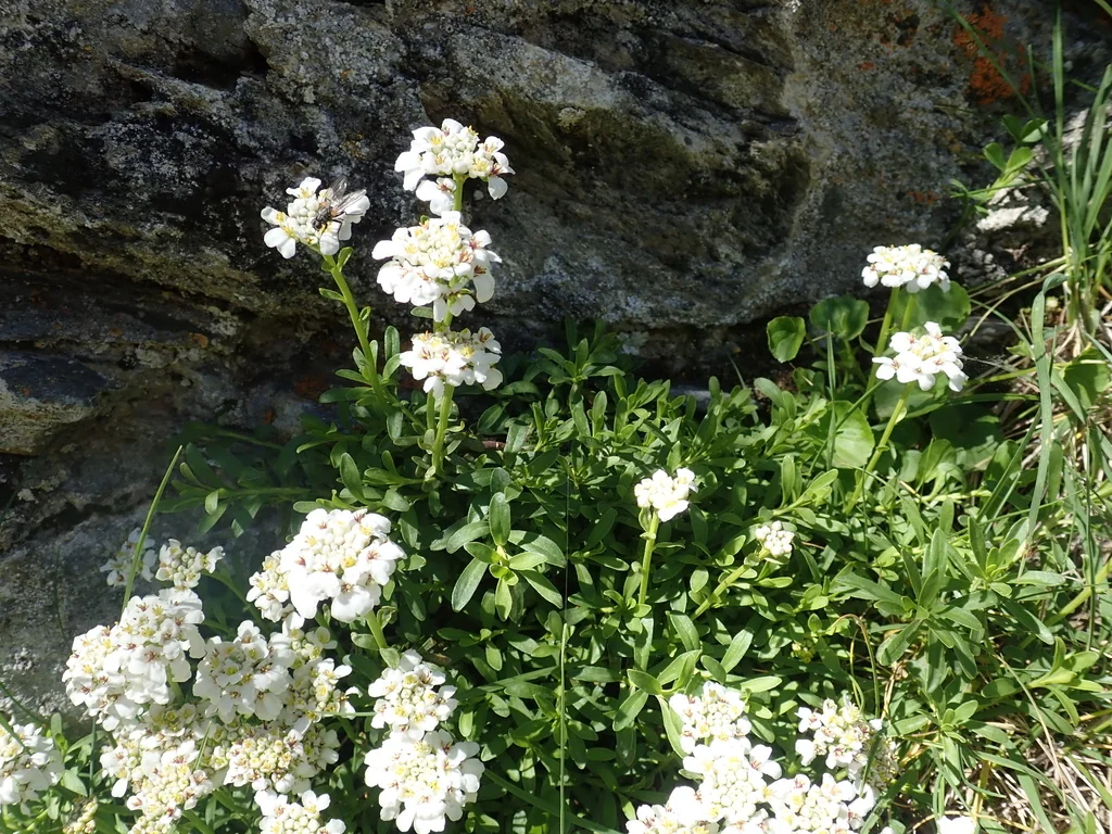 Iberis Sempervirens
