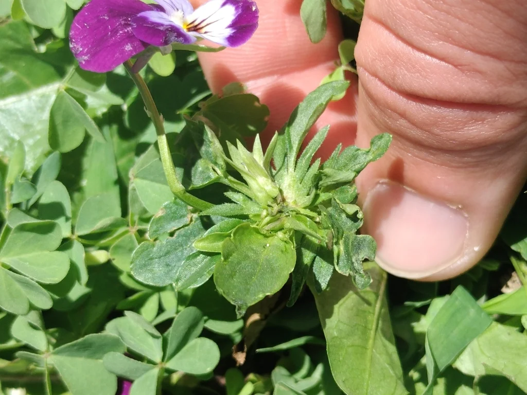 Viola X Wittrockiana