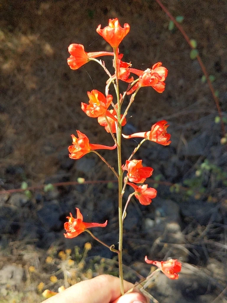 Delphinium Cardinale