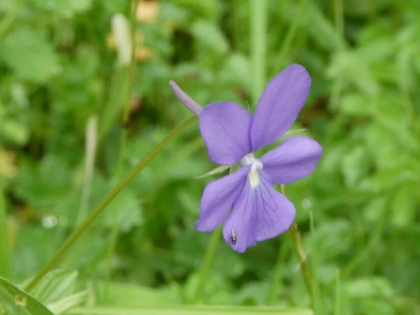 Viola Cornuta