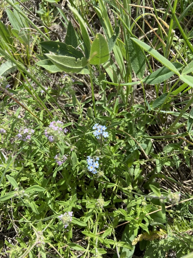 Myosotis Alpestris