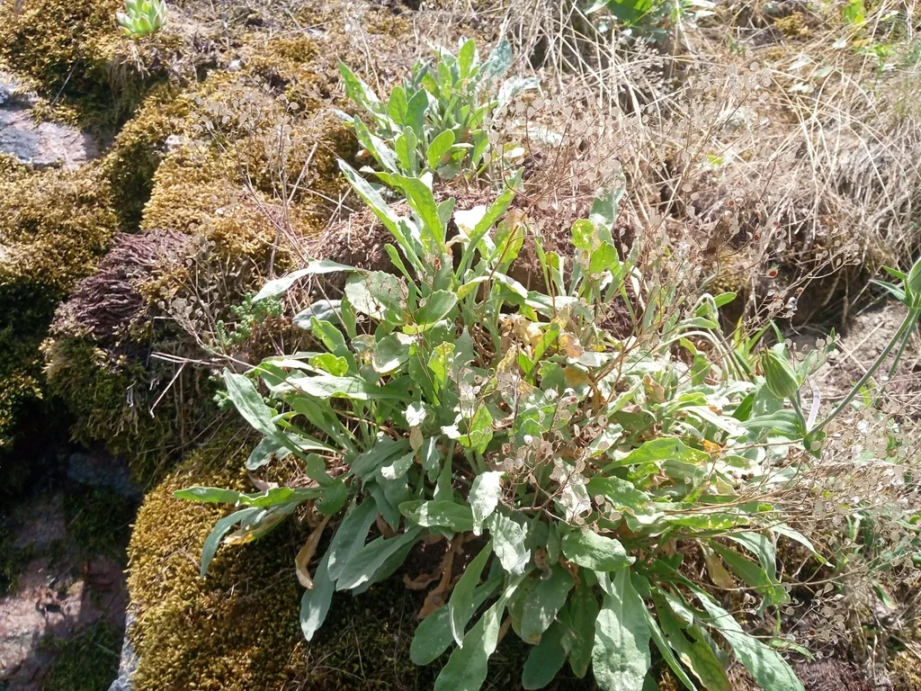 Aurinia Saxatilis