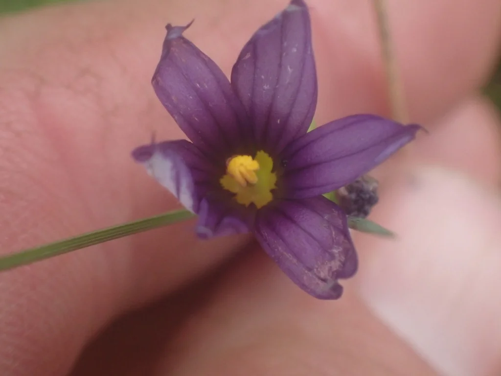 Sisyrinchium Idahoense