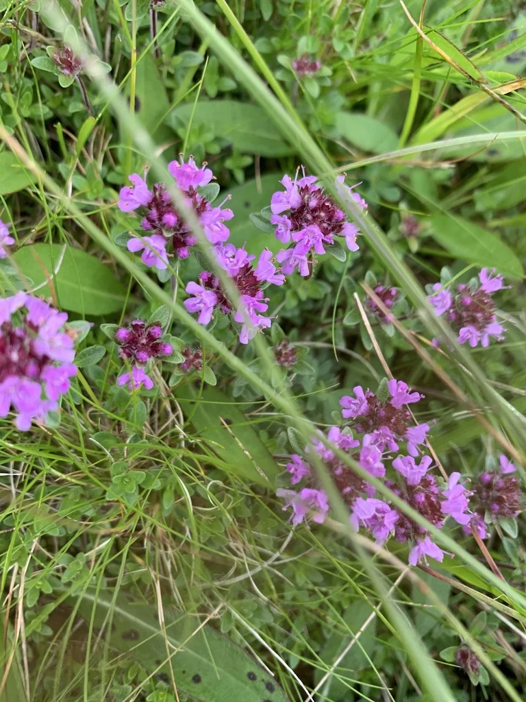 Thymus Praecox Arcticus