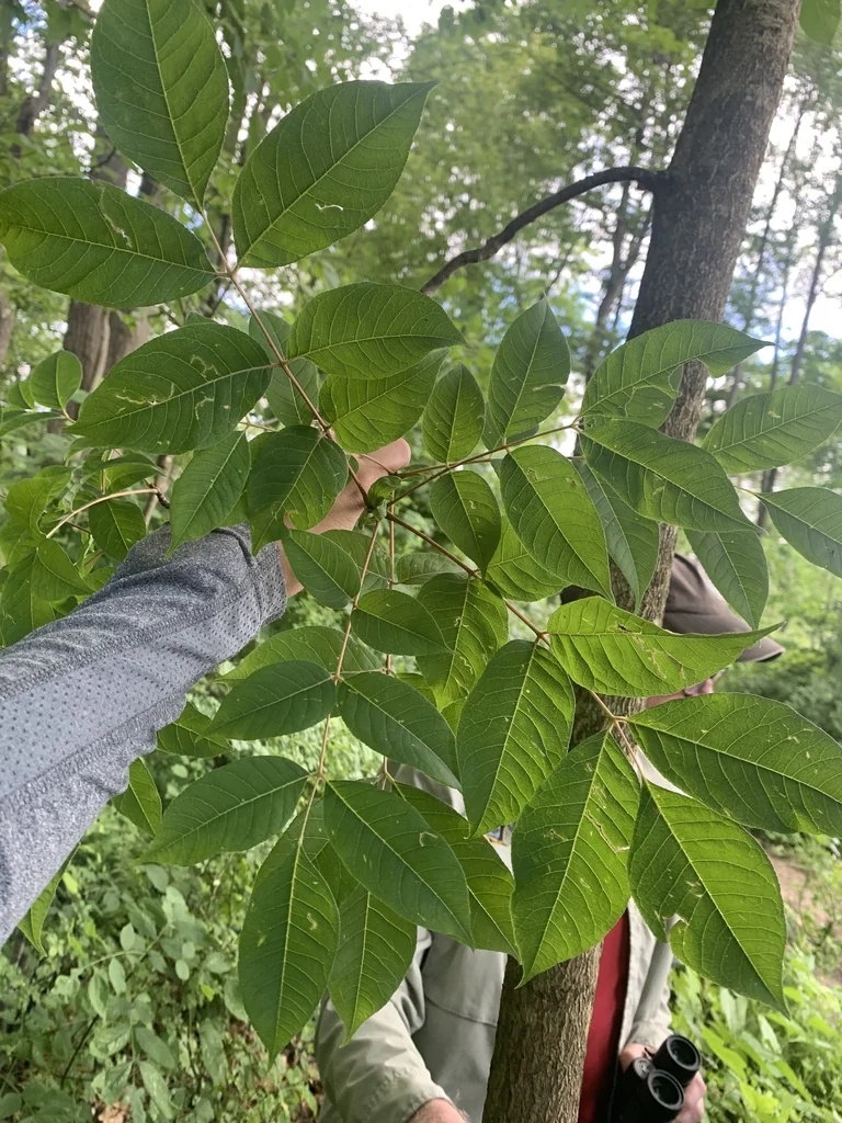 Phellodendron Amurense