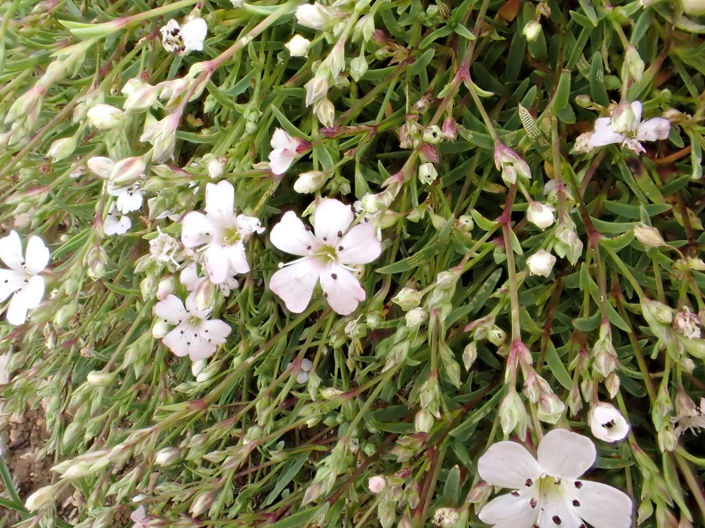 Gypsophila Repens