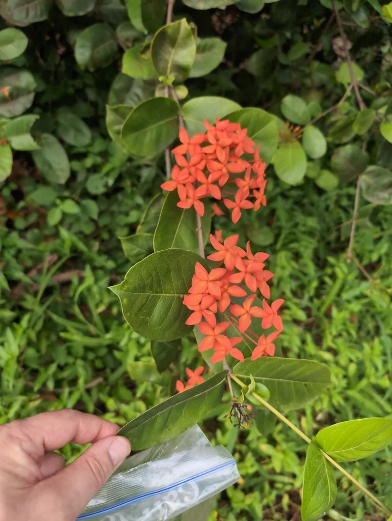 Ixora Coccinea