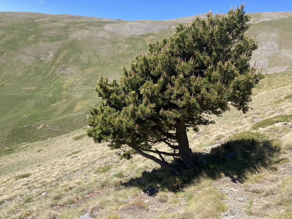 Pinus Mugo Uncinata