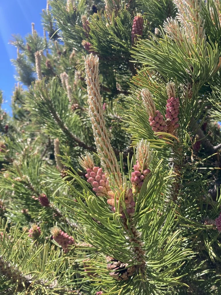 Pinus Mugo Uncinata