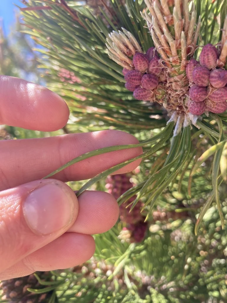 Pinus Mugo Uncinata