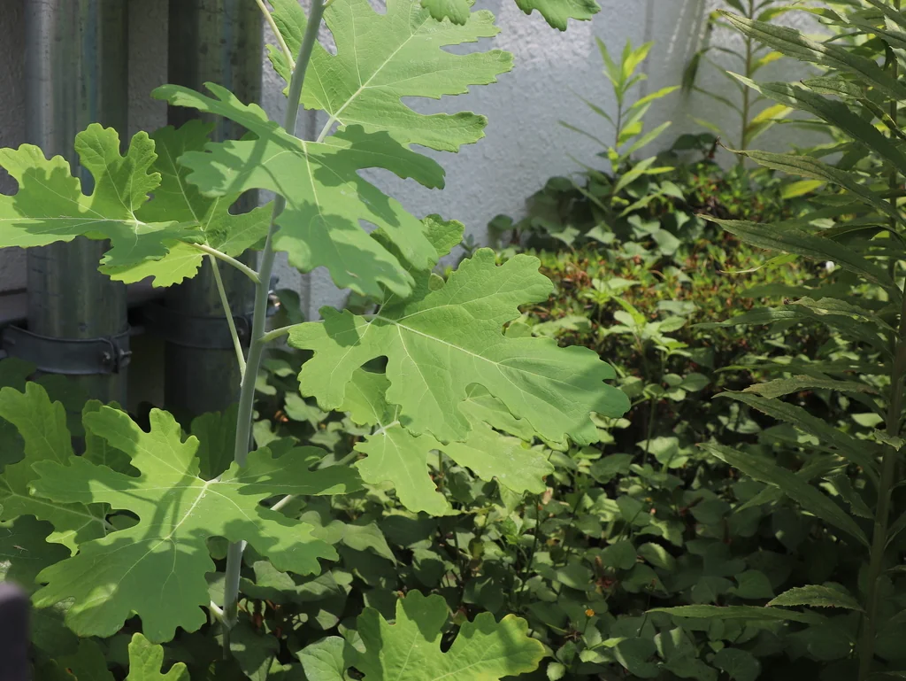 Macleaya Cordata