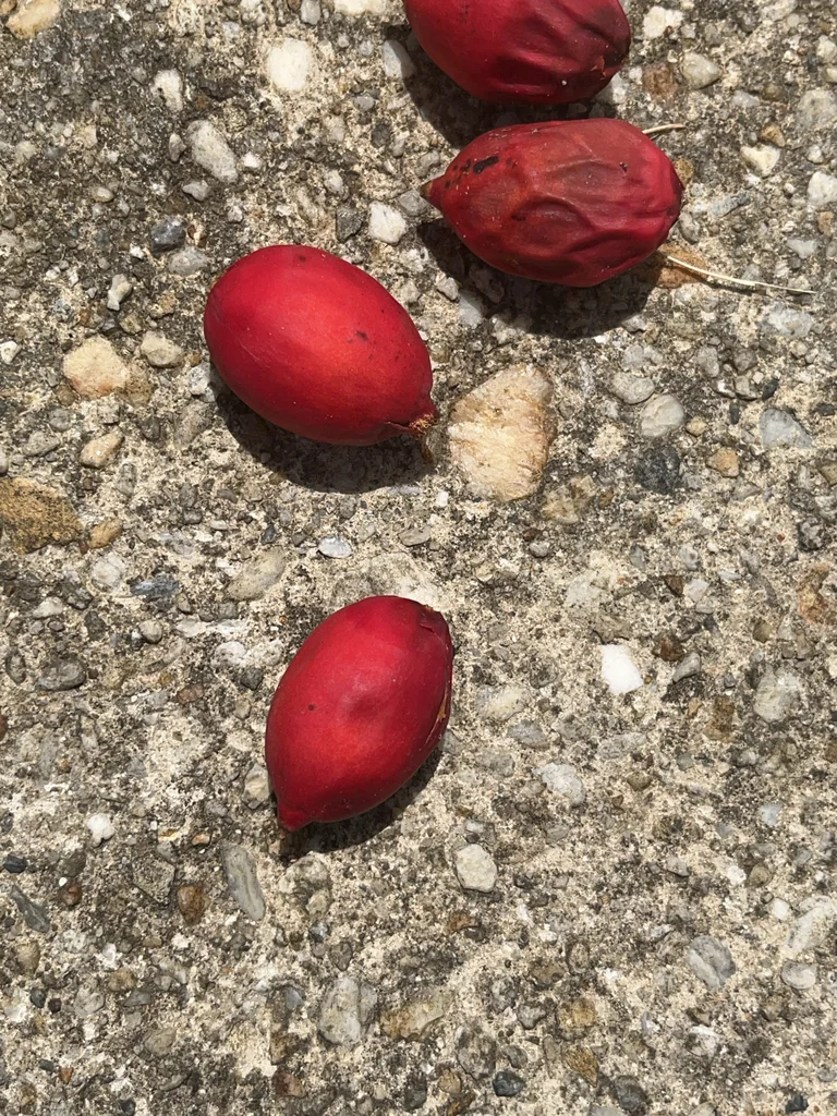 Adonidia Merrillii