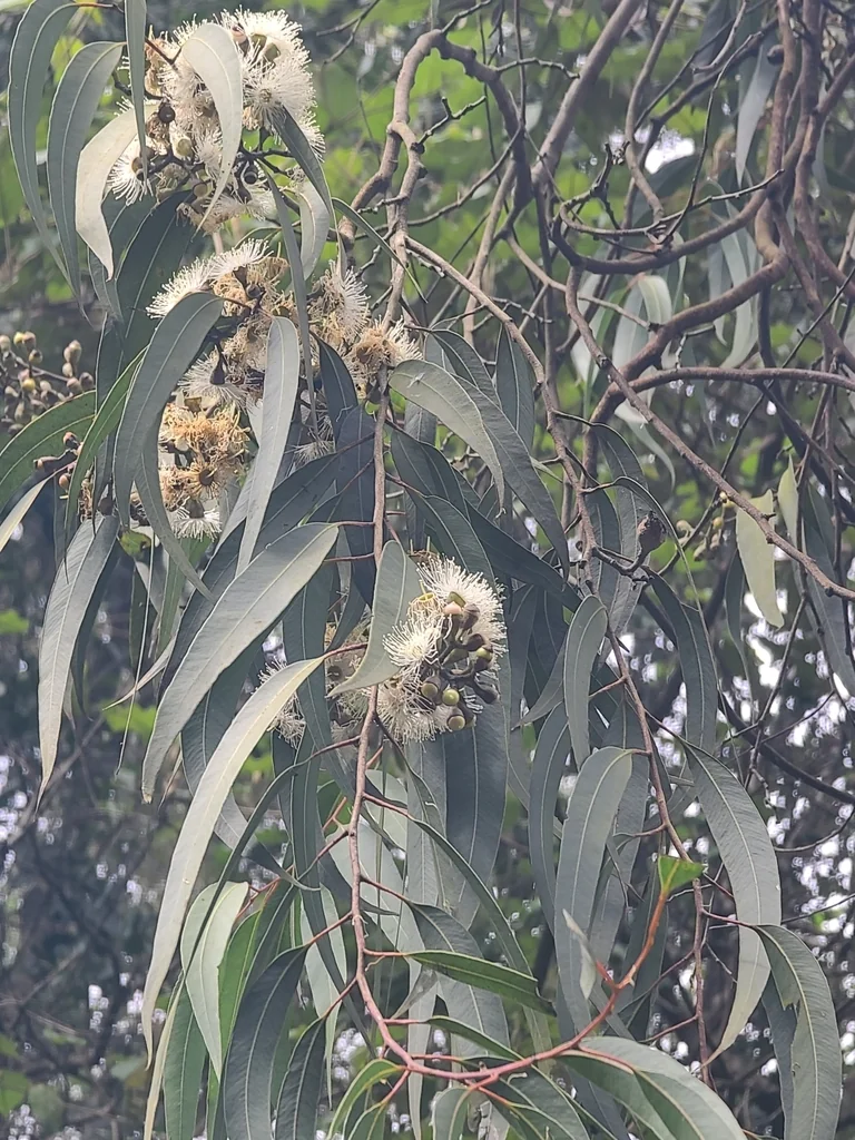 Eucalyptus Citriodora