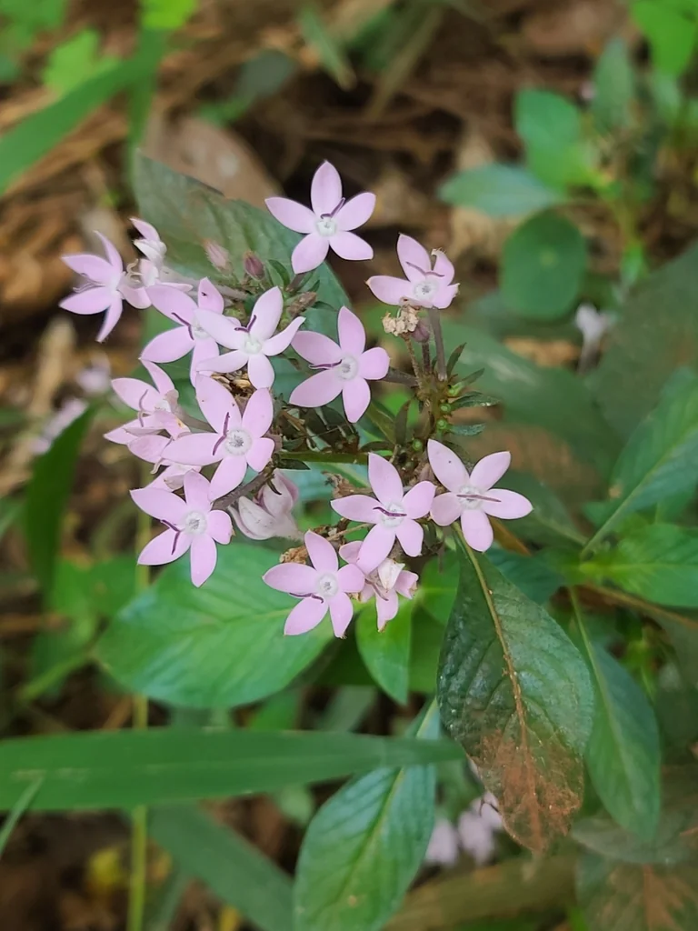 Pentas lanceolata
