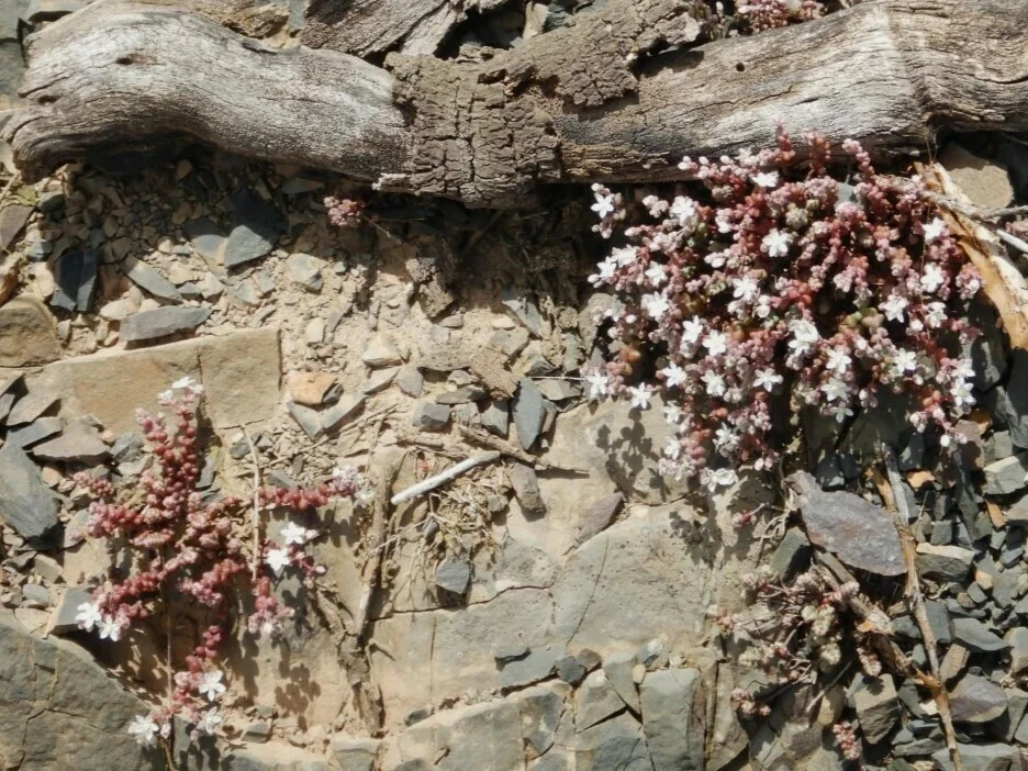 Sedum Brevifolium