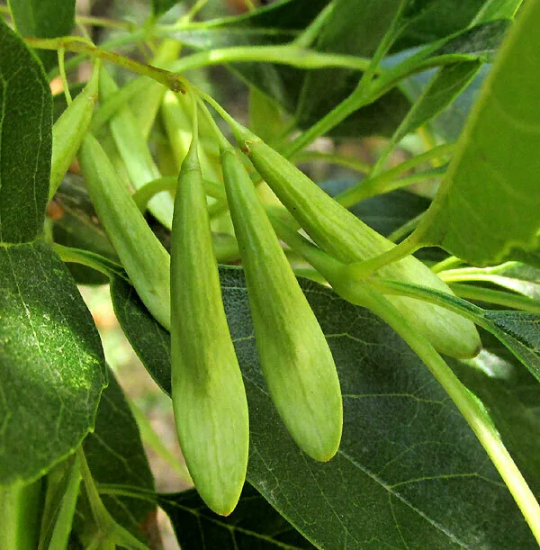Fraxinus Uhdei