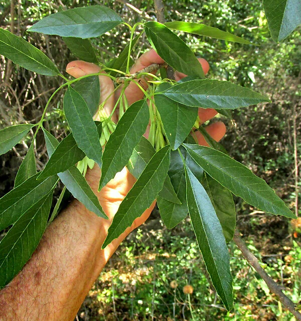 Fraxinus Uhdei