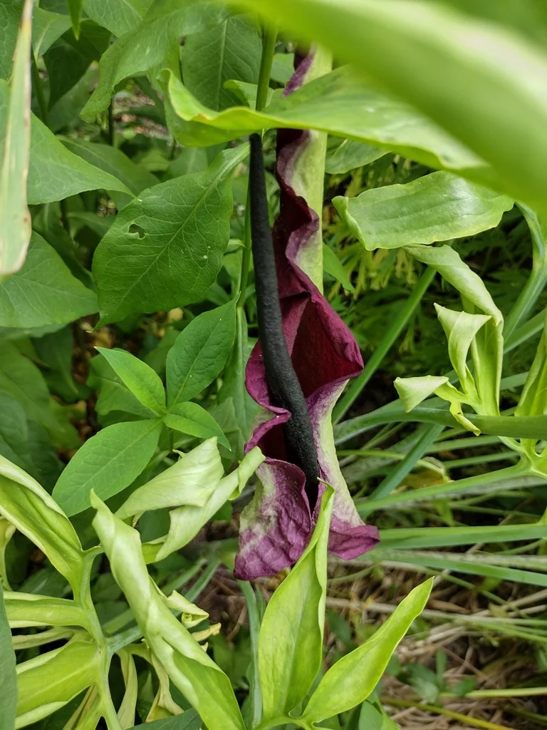 Dracunculus Vulgaris