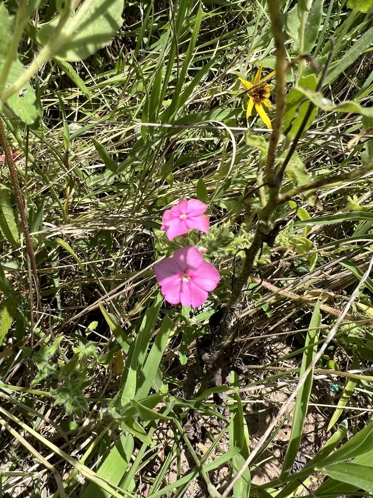 Phlox drummondii