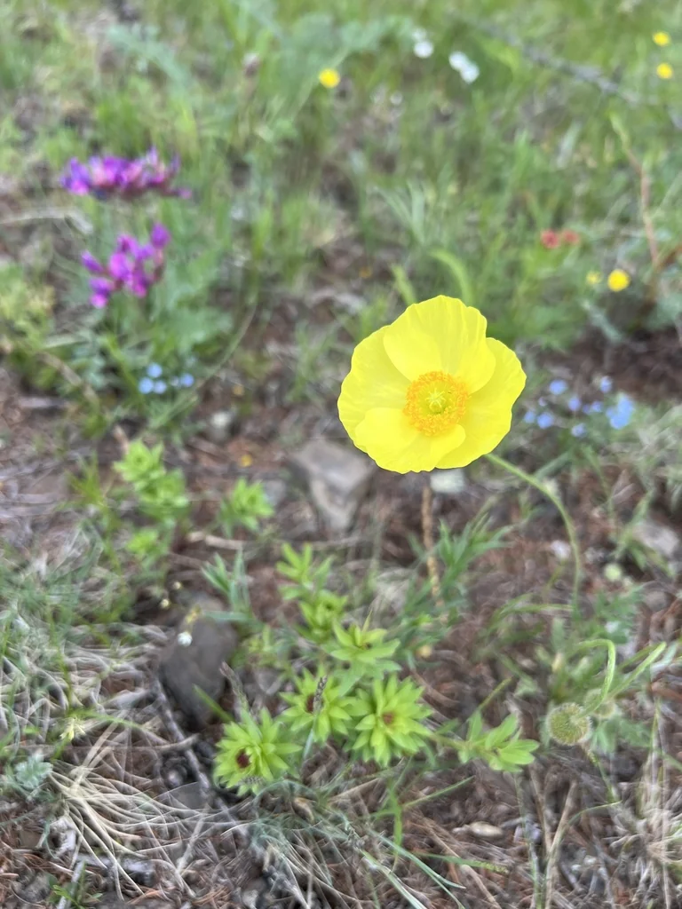 Papaver Nudicaule