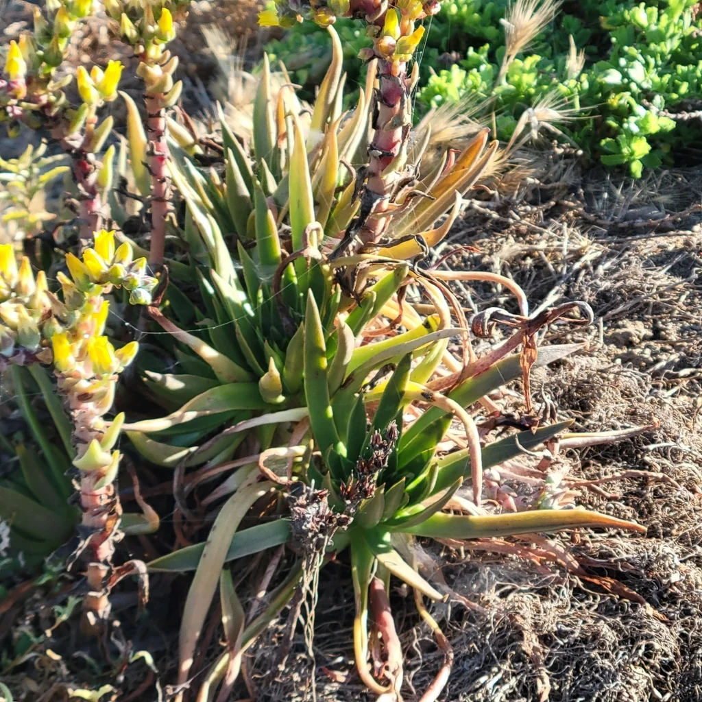 Dudleya Caespitosa