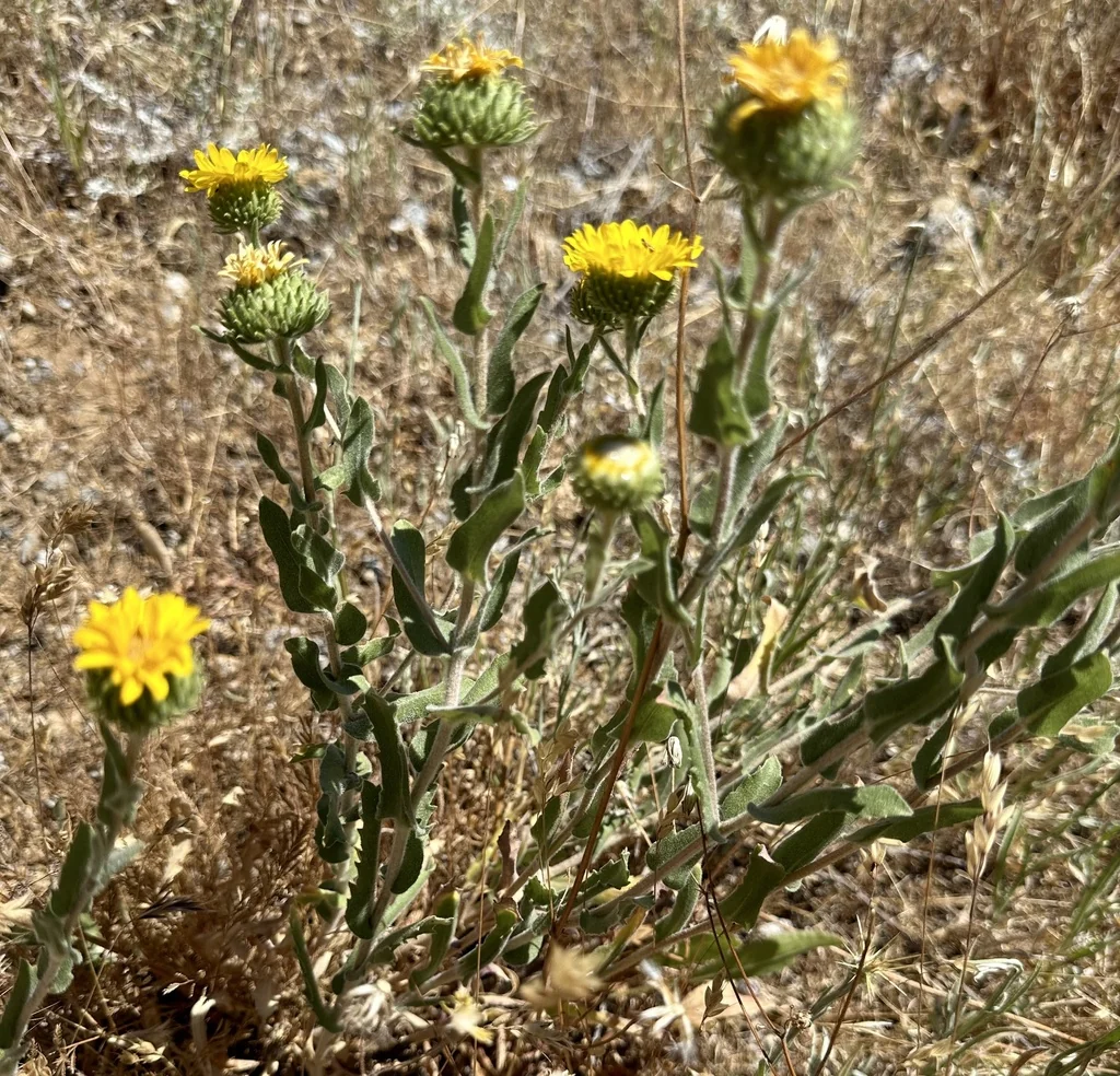 Grindelia Hirsutula
