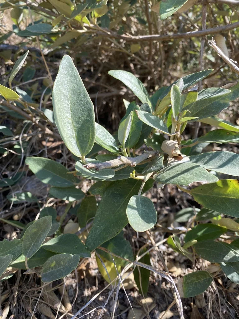 Lagunaria Patersonii