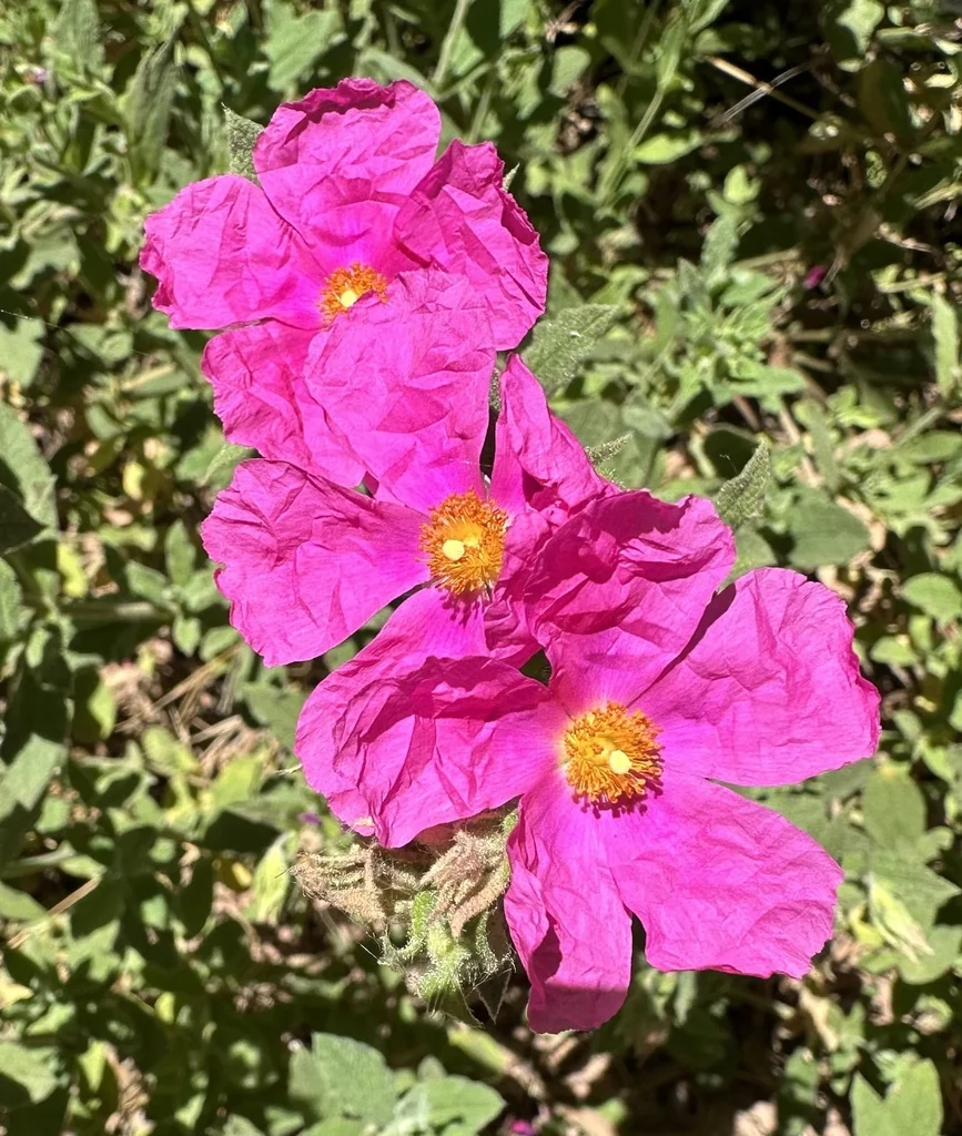 Cistus Incanus