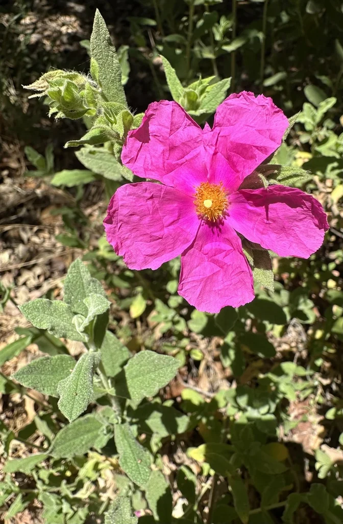 Cistus Incanus