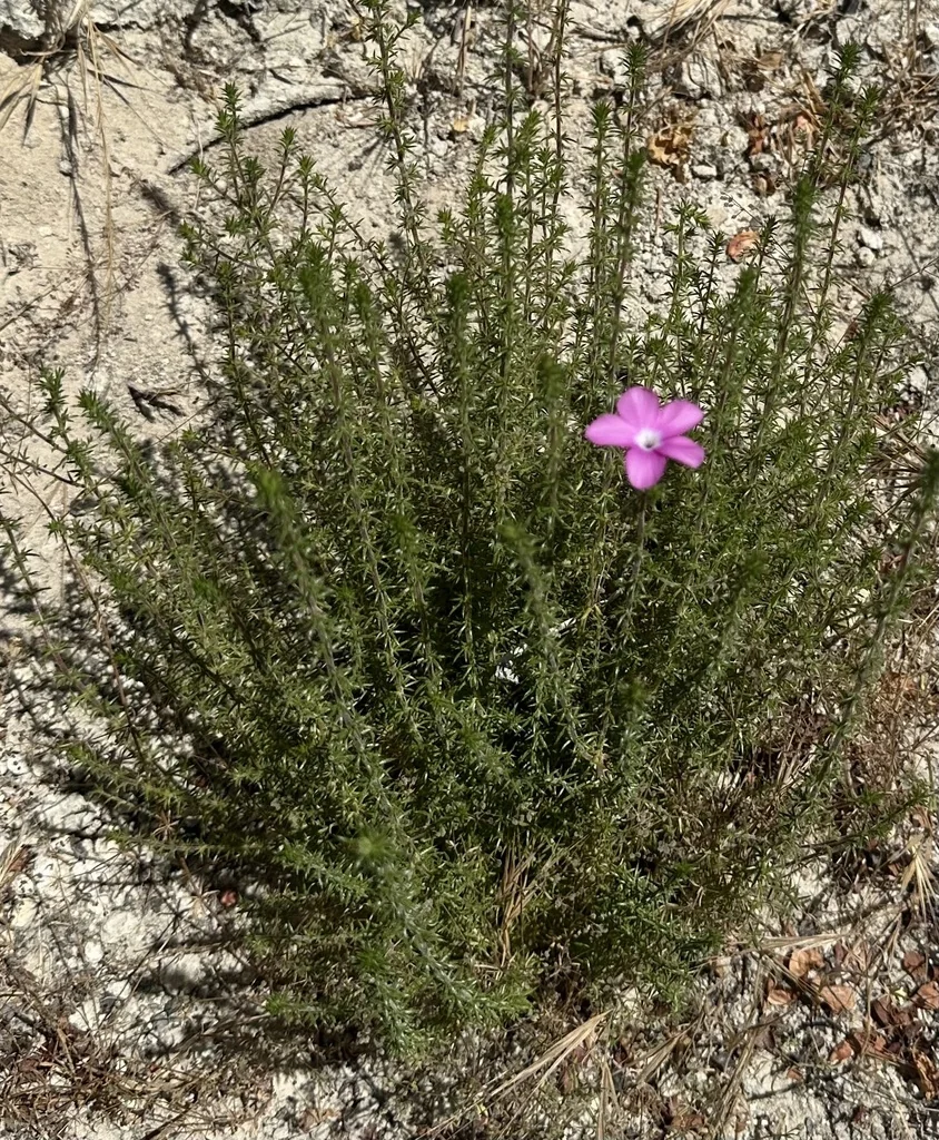 Linanthus Californicus