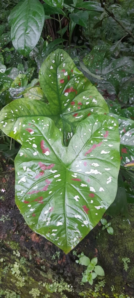 Caladium hortulanum