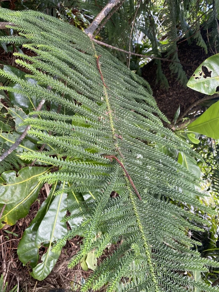 Araucaria Heterophylla