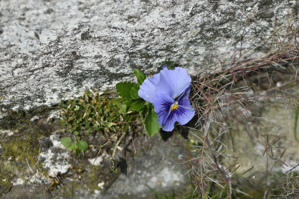 Viola X Wittrockiana