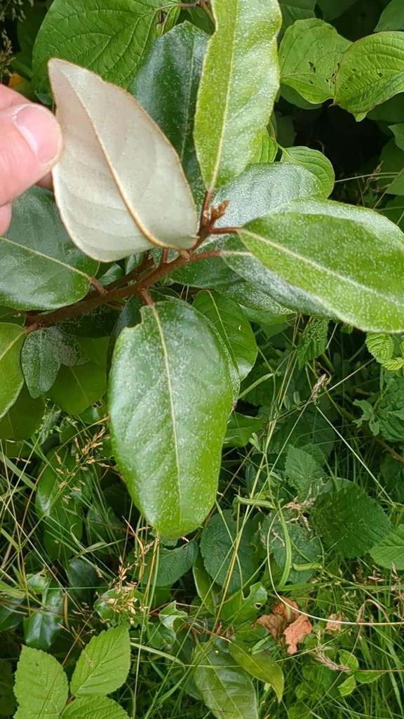 Elaeagnus X Ebbingei