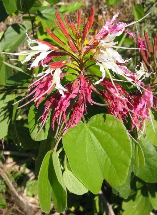 Bauhinia Mexicana