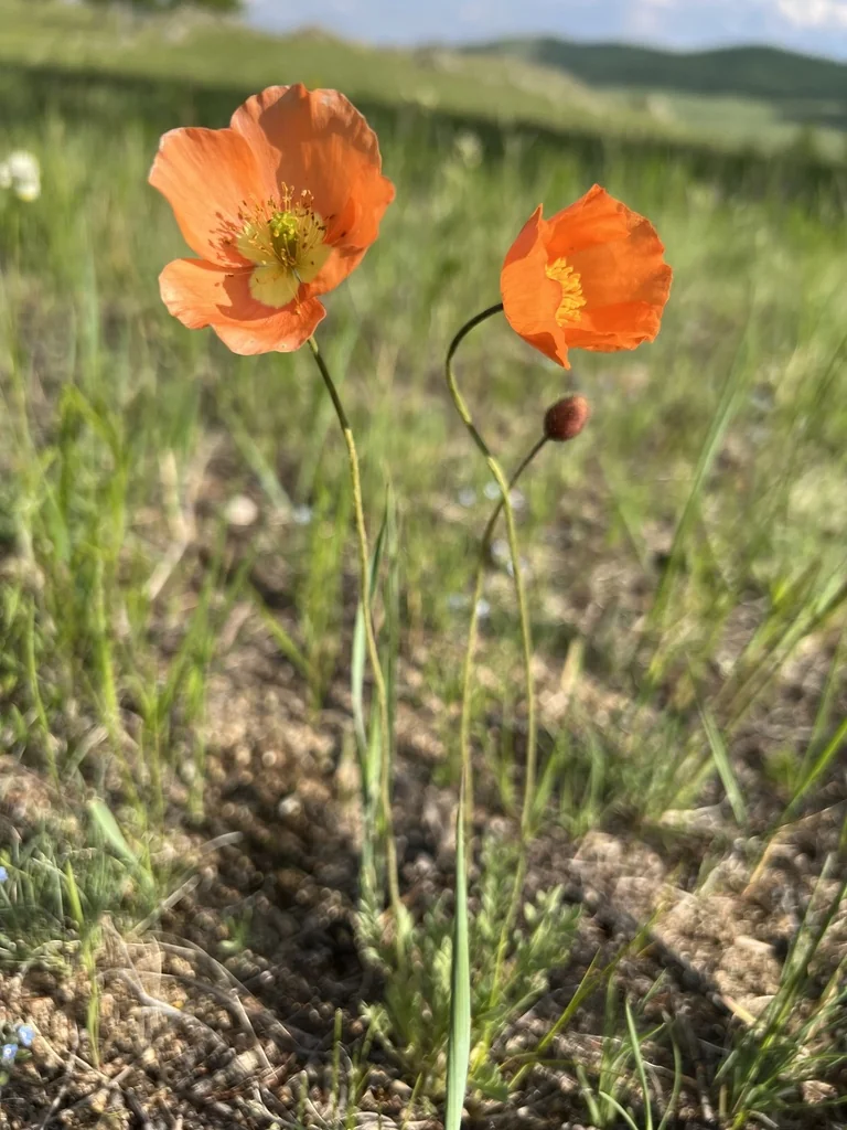 Papaver Nudicaule