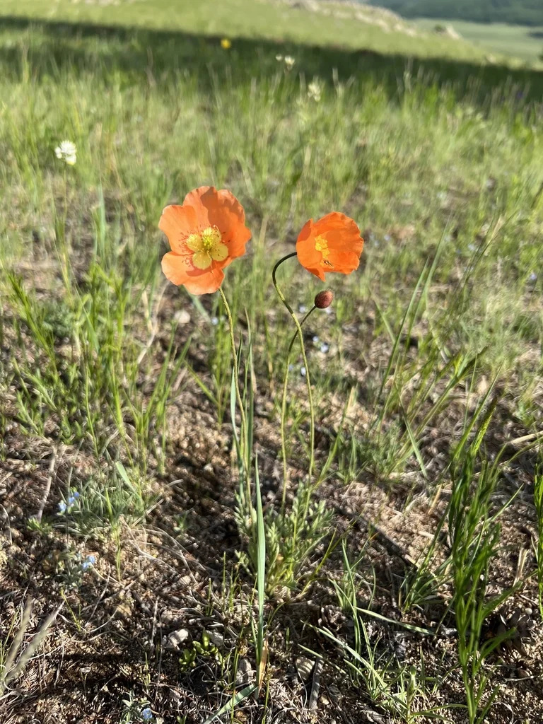 Papaver Nudicaule