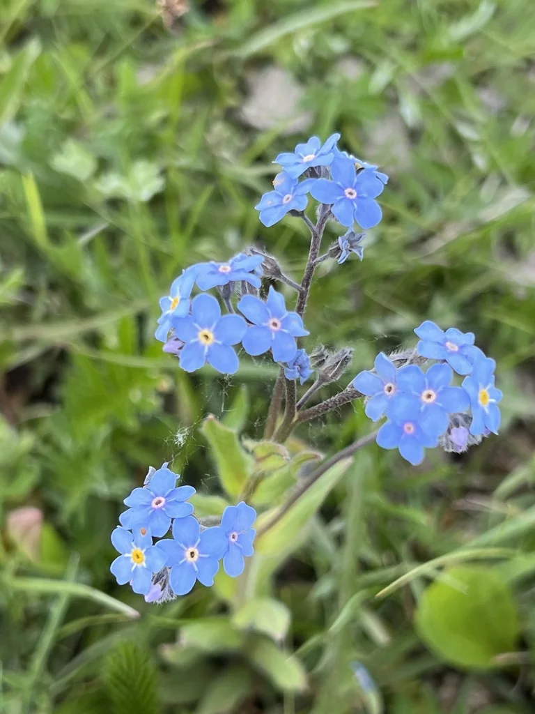 Myosotis Alpestris